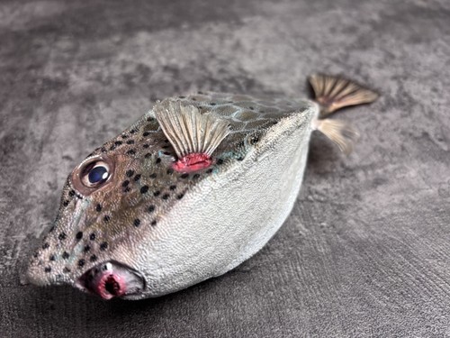 Rare rhino box - rare, fish