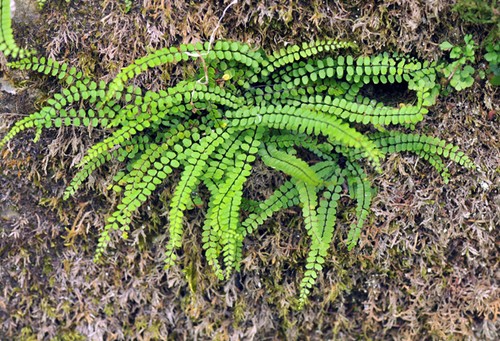 Asplenium trichomanes - , |