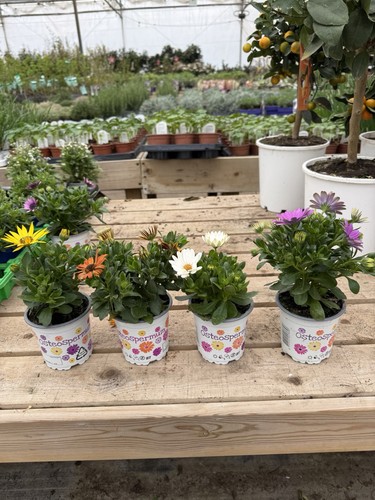Osteospermum plants mix - osteospermum,