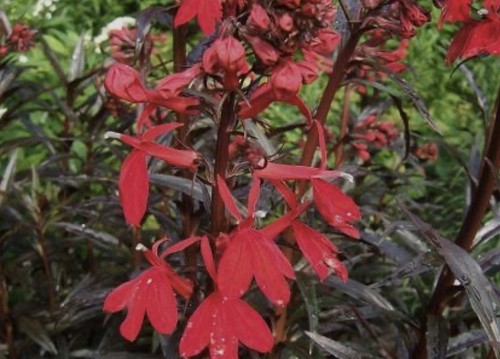 Lobelia queen victoria - ‘queen, victoria’