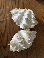 Half clam shells x - half, shells.