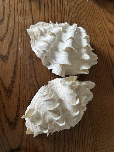Half clam shells x 3 - shells., 6"