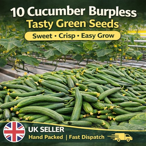 Cucumber burpless tasty - 10,