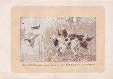 1896 BARBET DOG Print - Dog Wall Art Gift - Animal Lover - 10 x 7 Inches