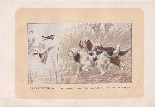 1896 barbet dog - print,