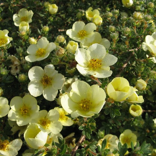 Potentilla fruticosa primrose - potentilla,