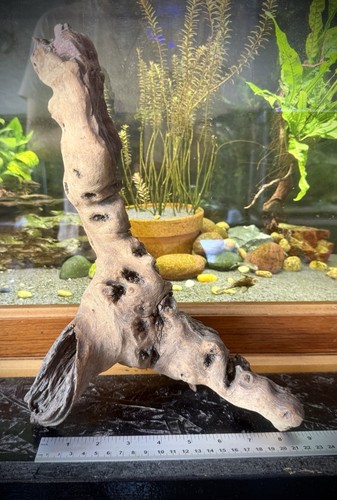 Aquarium driftwood hardwood - aquarium,