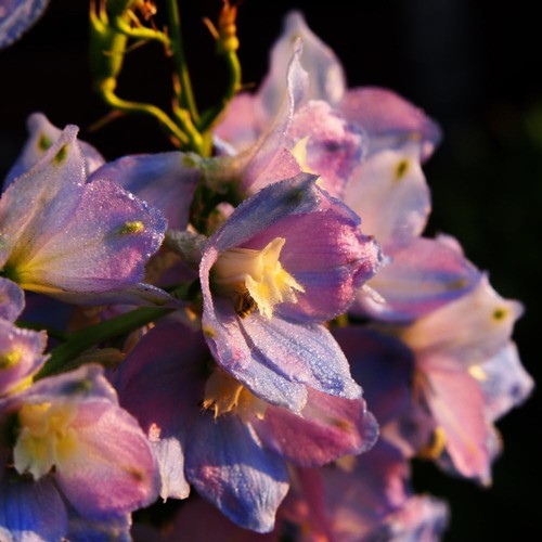 Delphinium guinevere litre - guinevere,