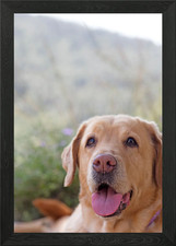 Labrador sweet portrait Framed