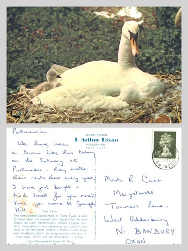 Vintage postcard the - postcard, swan