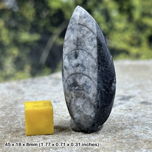 Polished orthoceras fossil