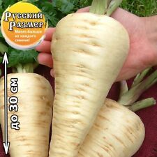 PARSNIP RUSSIAN GIANT SIZE