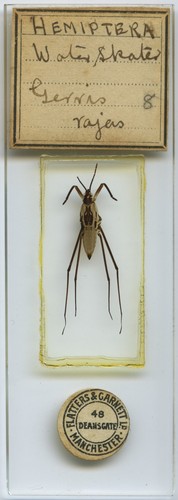Antique microscope slide - slide, by