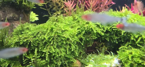 Live weeping moss aquarium - live,