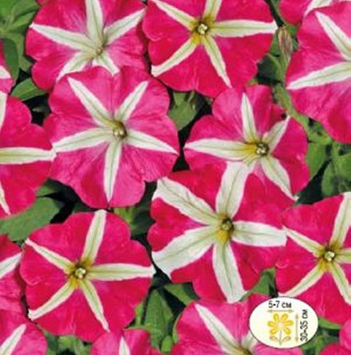Petunia seeds bicolor - , pink