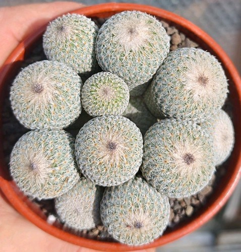 Epithelantha micromeris - epithelantha,