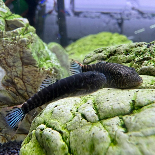 Blue tail hillstream loach - hillstream, /
