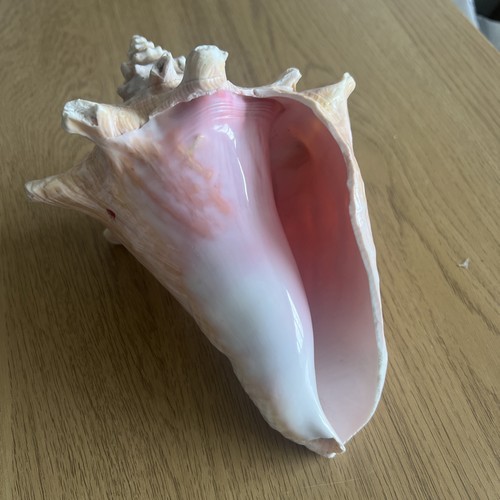 Large conch shell sea - large,