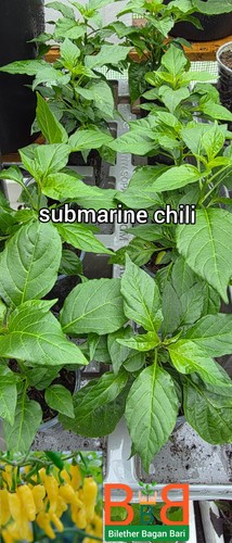 Submarine chili plant - chili, 1
