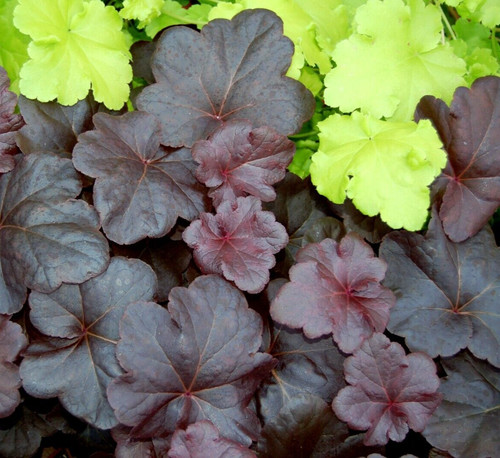 Heuchera obsidian rhs - heuchera,