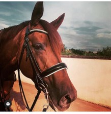 BLACK PATENT LEATHER DRESSAGE DOUBLE BRIDLE CAVESSON COMFORT HEADPIECE COB FULL