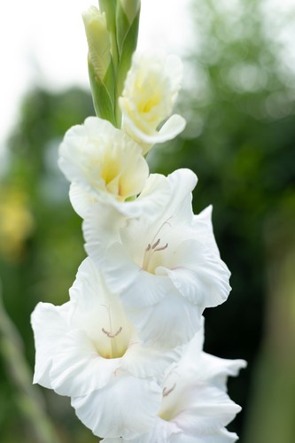 Gladioli nanus the bride - 10,