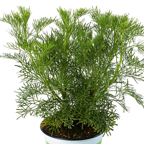 Wormwood cola artemisia - cola,