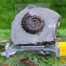 Ammonite fossil dactylioceras