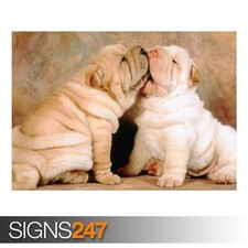 SHAR PEI PUPPIES poster