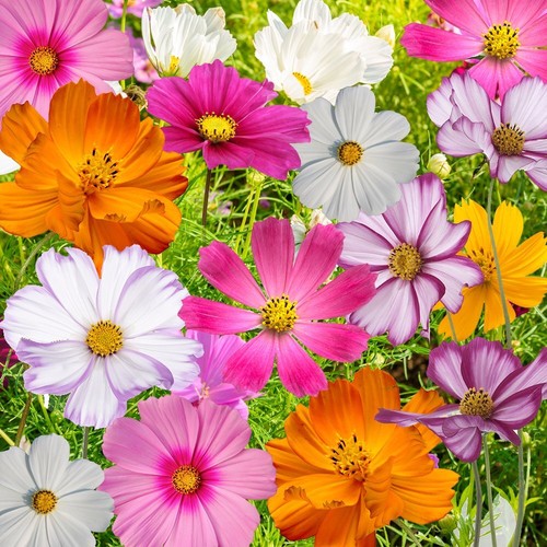 Cosmos flowers seed mix - flowers,
