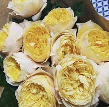 FLORIBUNDA ROSE VUVUZELA GOLD