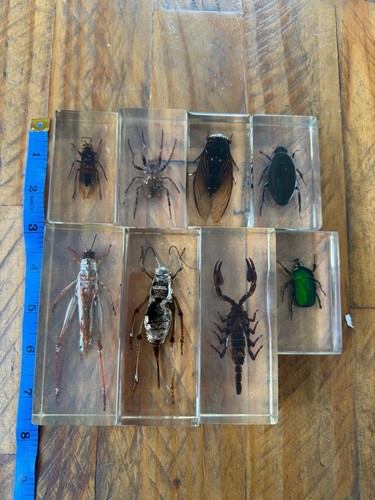 Resin insects bugs scorpion - resin,