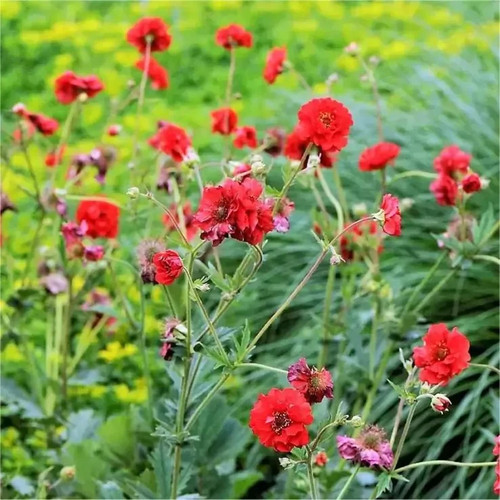 Geum mrs bradshaw - "mrs, garden