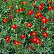 French Marigold, Tagetes patula 'Burning Embers'  Deep Red Flowers. 10 Seeds