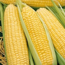 Sweetcorn Vegetable Plant 6