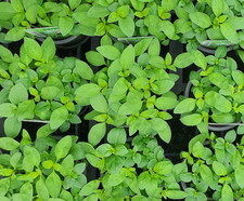 Bush Basil- Aromatic Herb
