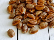 Honey Cowrie Shells (~2 cm) – Polished Natural Cypraea/Naria helvola – RARE