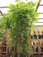 7ft + Wisteria White And Pink Twisted Stem Premium Quality 