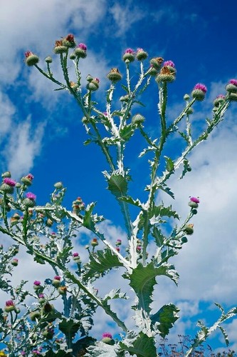 Giant thistle onopordum - ,