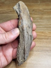 Large 5" Plesiosaur Fossil UK