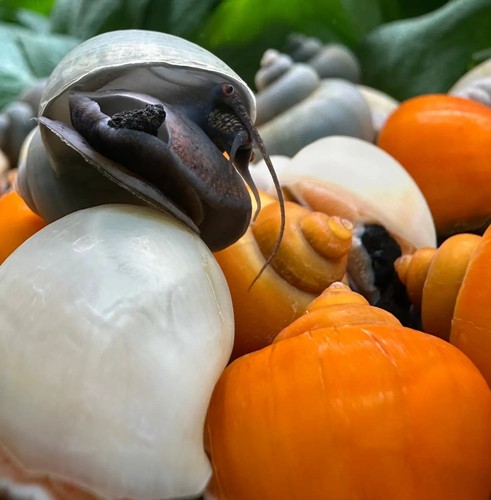 Mystery snail mix pomacea - snail,