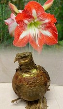 AMARYLLIS STAR OF HOLLAND