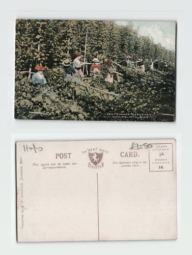 Postcard kentish hop - postcard,