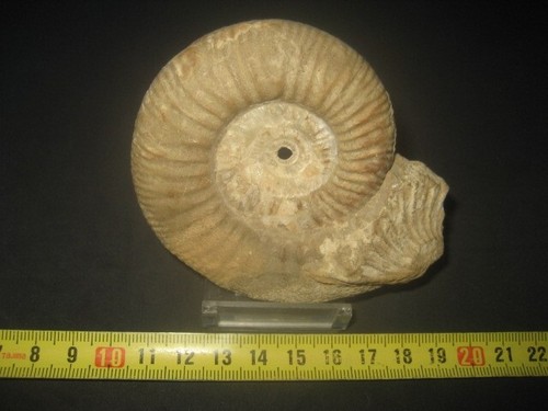 Ammonite fossil crystallized - ammonite,