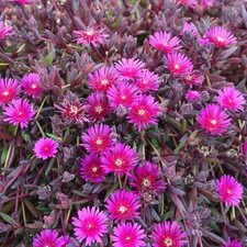 Delosperma desert dancers