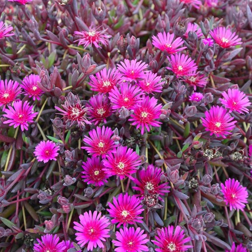 Delosperma desert dancers