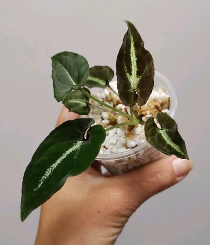 Syngonium rayii - rayii, (b)
