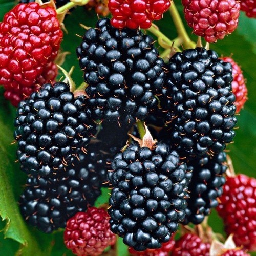 Blackberry rubus fruticosus - rubus,