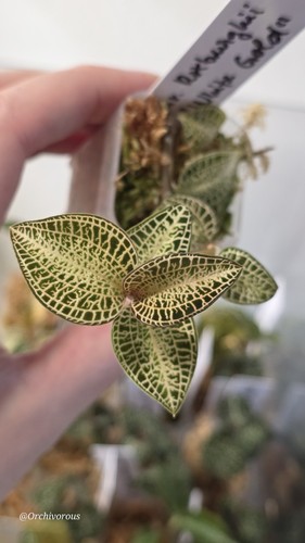 Anoectochilus roxburghii