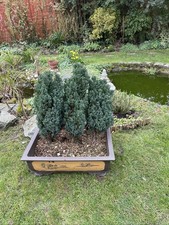 Bonsai Trees X 3 In Large